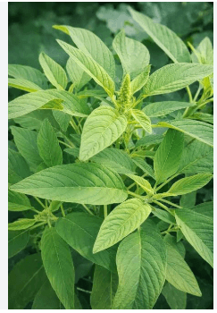 African spinach