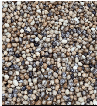 African yam bean