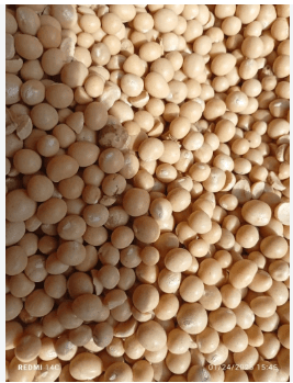 Bambara nuts