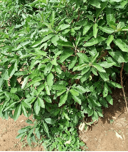 Bitterleaf