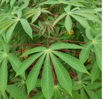 Cassava leaves