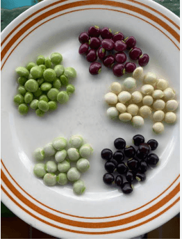 Pigeon pea