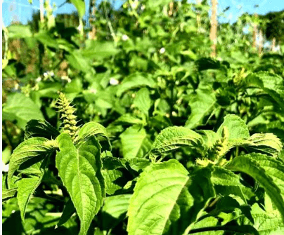 Scent leaf