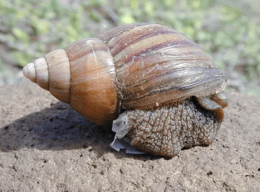 Snail