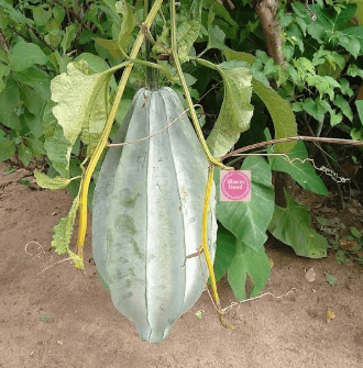 Fluted pumpkin seed