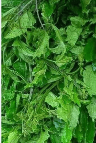 Fluted pumpkin leaves