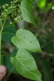 Utazi