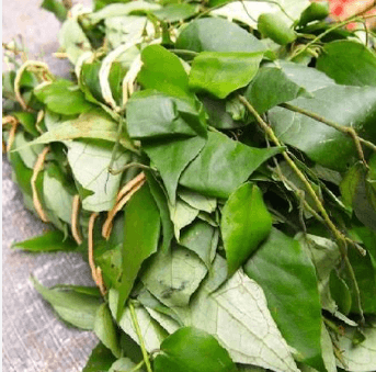 Uziza leaf