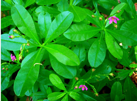 Waterleaf