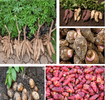 Roots and processed foods